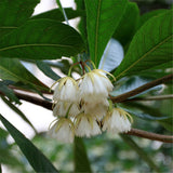 Egrow,Elaeocarpus,Seeds,Elaeocarpus,Decipiens,Plant,Elaeocarpus,Sylvestris