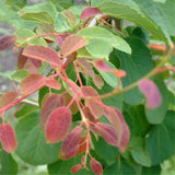Egrow,Katsuratree,Seeds,Katsuratree,Plant,Cercidiphyllum,Japonicum