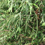 Egrow,Cypress,Seeds,Cypress,Plant,Chamaecyparis,Pisifera,Filifera