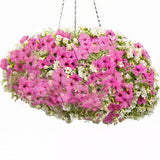 Egrow,Petunia,Seeds,Petunia,Plants,Hanging,Bonsai,Petunia,Beautiful,Flower,Seeds