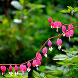 Egrow,10Pcs,Dicentra,Spectabilis,Seeds,Bleeding,Heart,Garden,Plant,Flowers