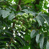 Olive,Seeds,Semente,Plants,Perennial,Delicious,Garden,Fruit
