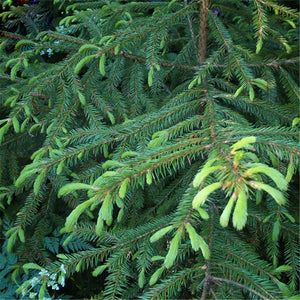 Egrow,Asperata,Seeds,Picea,Asperata,Semente,Plant,Spruce