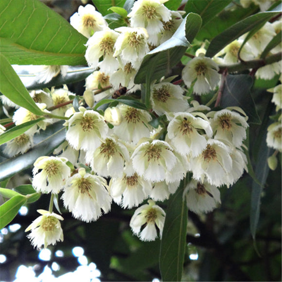 Egrow,Elaeocarpus,Seeds,Elaeocarpus,Decipiens,Plant,Elaeocarpus,Sylvestris