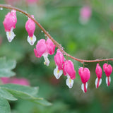 Egrow,10Pcs,Dicentra,Spectabilis,Seeds,Bleeding,Heart,Garden,Plant,Flowers