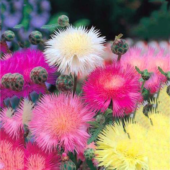 Egrow,Mixed,Cornflower,Seeds,Centaurea,Moschata,Annual,Potted,Helichrysum,Flower,Planting