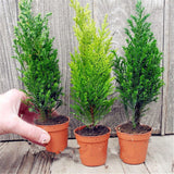 Egrow,Italian,Cypress,Seeds,Cupressus,Sempervirens,Garden,Bonsai,Planting,Seeds