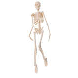 Detachable,Human,Skeleton,Model,Removable,Metal,Stand,Anatomical,Medical,Model