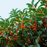 Egrow,Sweet,Scented,Osmanthus,Seeds,Sweet,Scented,Osmanthus