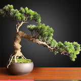 50PCS,Juniper,Bonsai,Potted,Flowers,Office,Bonsai,Purify,Juniper,Seeds