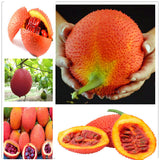 Egrow,Bitter,Melon,Seeds,Fruit,Bonsai,Momordica,Cochinchinensis,Bonsai,Spreng,Cochinchin,Gourd,Fruit,Plant