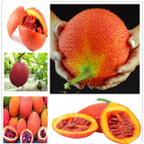 Egrow,Bitter,Melon,Seeds,Fruit,Bonsai,Momordica,Cochinchinensis,Bonsai,Spreng,Cochinchin,Gourd,Fruit,Plant