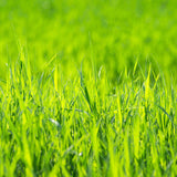Egrow,Turfgrass,Seeds,Green,Source,Turfgrass,Grass,Plant,Evergreen,Plantas,Flower,Flores,Garden,Bonsai