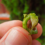 Egrow,Platycladus,Seeds,Platycladus,Orientalis,Garden,Decoration,Plant
