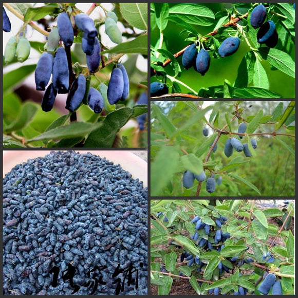 Egrow,Lonicera,Caerulea,Fruit,Seeds,Garden,Plants,Honeyberry,Blueberry,Seeds