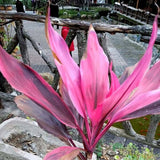 Egrow,Cordyline,terminalis,seeds,Bonsai,Fruticosa,flower,Garden,plant