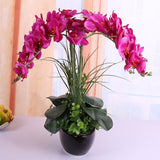 Egrow,100Pcs,Phalaenopsis,Seeds,Living,Decoration,Flowers,Potted,Plant,Garden