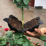 Plant,Propagation,Grafting,Garden,Altitude,Pressure,Propagation,Rooting,Propagator,Cutting,Grafting,Rooting