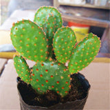 Egrow,Opuntia,Microdasys,Seeds,Bonsai,Succulent,Plants,Green,Radiation,Protection,Cactus