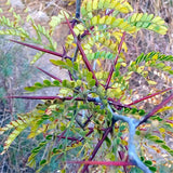 Egrow,Thorns,Seeds,Thistles,Thorns,Plant,Fence,Thorns