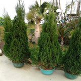 Egrow,Italian,Cypress,Seeds,Cupressus,Sempervirens,Garden,Bonsai,Planting,Seeds