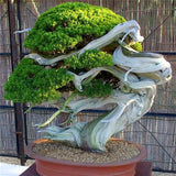 50PCS,Juniper,Bonsai,Potted,Flowers,Office,Bonsai,Purify,Juniper,Seeds