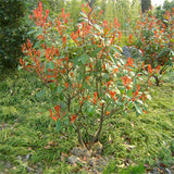 Egrow,Serrulata,Seeds,Photinia,Serrulata,Plant,Robin,Garden,Decoration