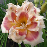 Egrow,Daylily,Seeds,Daylily,Flowers,Hemerocallis,Indoor,Bonsai,Flower,Perennial,Plant,Garden,Supplies