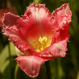 Egrow,Tulip,Flower,Seeds,Purple,White,Flowers,Perennial,Garden,Potted,Plants