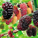 Egrow,Jackfruit,Strawberry,Seeds,Garden,Plants,Fruit,Seeds