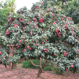 Litchi,Seeds,Summer,Delicious,Fruit,Litchi,Seeds,Nutritious,Delicious,Fruit,Seeds