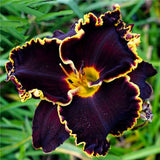 Egrow,Daylily,Seeds,Daylily,Flowers,Hemerocallis,Indoor,Bonsai,Flower,Perennial,Plant,Garden,Supplies