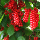 Egrow,Schisandra,Seeds,Chinese,Magnolia,Edible,Garden,Fruit,Plants