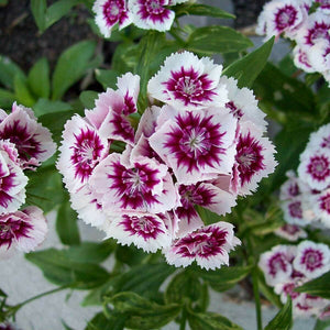 Egrow,Carnation,Seeds,Dianthus,Barbatus,Bonsai,Garden,Plant