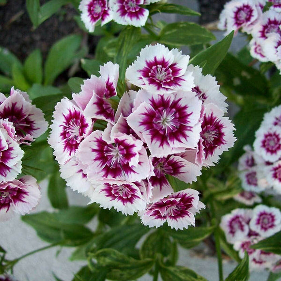 Egrow,Carnation,Seeds,Dianthus,Barbatus,Bonsai,Garden,Plant