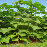 Egrow,Paulownia,Seeds,Garden,Potted,Paulownia,Plants