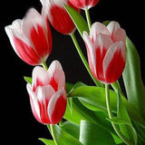 Egrow,Colorful,Tulip,Seeds,Garden,Perennial,Potted,Tulip,Flower,Plants