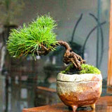 Egrow,Seeds,Black,Bonsai,Courtyard,Garden,Bonsai,Plants,Garden