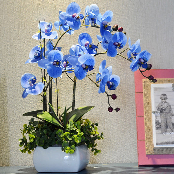 Egrow,Bonsai,Flower,Butterfly,Orchid,Plant,Garden,Phalaenopsis,Orchids,Seeds