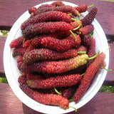 Egrow,Mulberry,Seeds,Mulberry,Bonsai,Mulberry,Pakistan,Fruit,Bonsai,Large,Super,Sweet,Garden