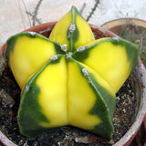 Egrow,10Pcs,Yellow,Cactus,Seeds,Meaty,Plant,Seeds,Succulent,Bonsai,Plants,Seeds,Garden