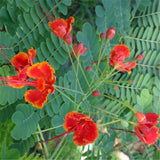 Egrow,Caesalpinia,Seeds,Caesalpinia,Pulcherrima,Garden,Decoration