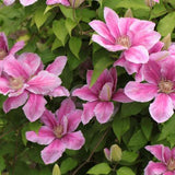 Egrow,Mixed,Colors,Clematis,Seeds,Flower,Vines,Bonsai,Perennial,Climbing,Plant