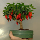 Egrow,Pepper,Seeds,Chilli,Pepper,Capsicum,Vegetable,Bonsai,Plants,Garden,Plantas