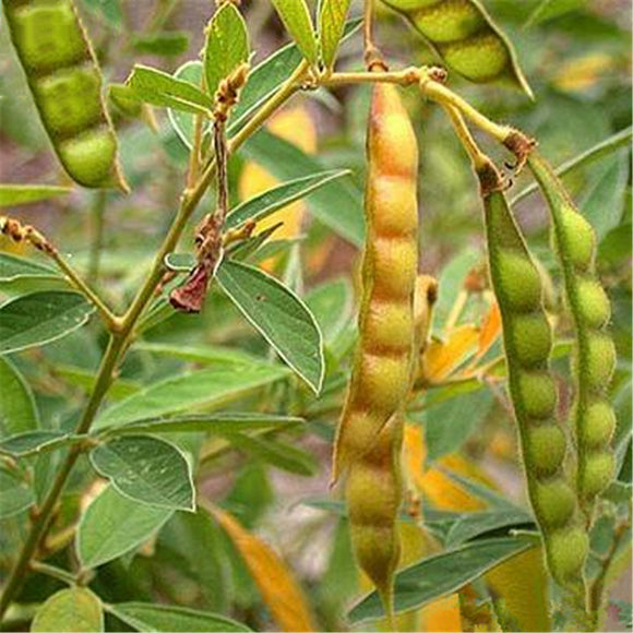 Egrow,Green,Seeds,Cajanus,Cajan,Semente,Plant,Cajanus