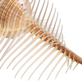 Natural,Murex,Pecten,Shell,Conch,Coral,Snail,Ornament,Decorations