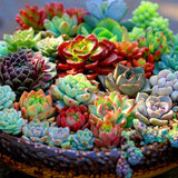 Egrow,Succulent,Seeds,Succulent,Plante,Flower,Bonsai,Living,Stone,Bonsai,Garden,Plant.