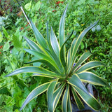 Egrow,Maguey,Seeds,Mixed,Agave,Bonsai,Succulent,Plants,Agave,Potted,Garden,Decoration