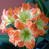 Egrow,Potted,Clivia,Seeds,China,Clivia,Potted,Flowers,Seedling,Outdoor,Bonsai,Balcony,Flower