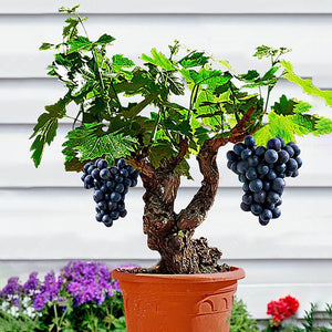 Egrow,Grape,Seeds,Organic,Outdoor,Sweet,Fruit,Succulent,Plants,Indoor,Bonsai